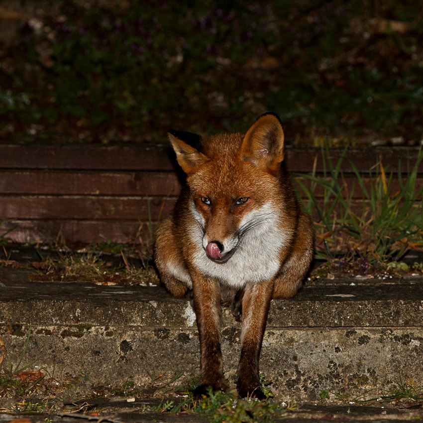0204203103201678.jpg - Longtail at night