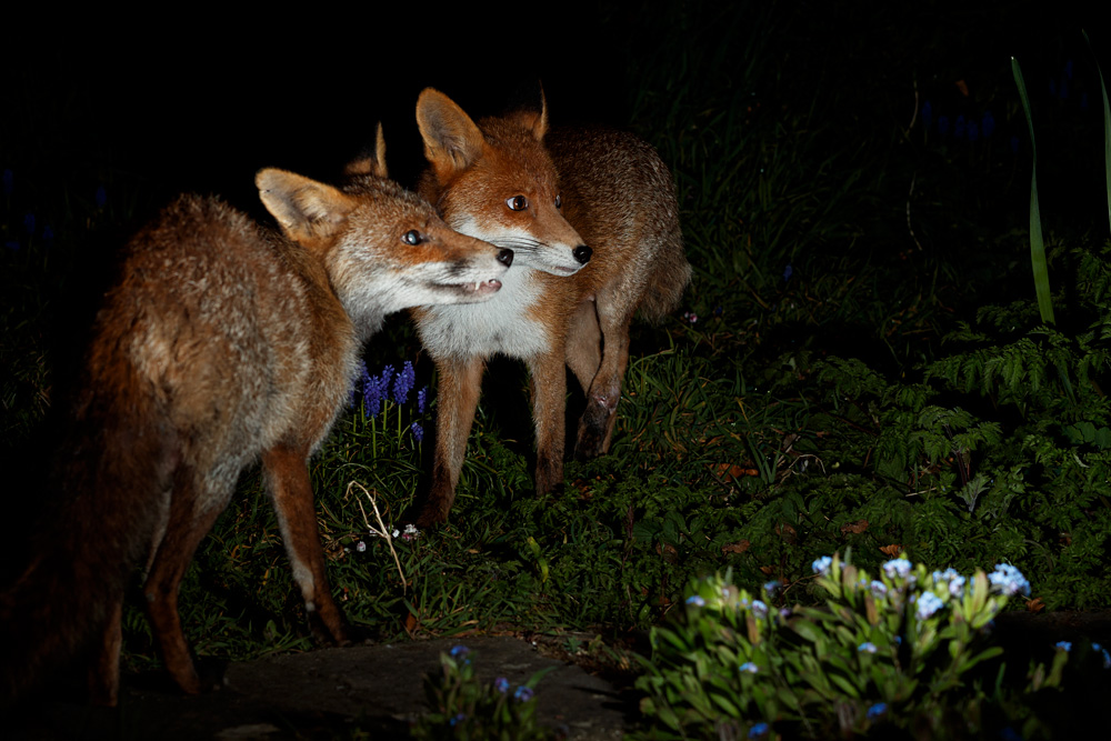 0204210204216184.jpg - Stumpy and Wolfy together