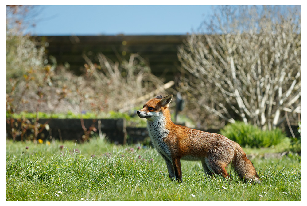 0204230204237884.jpg - Unknown fox in garden