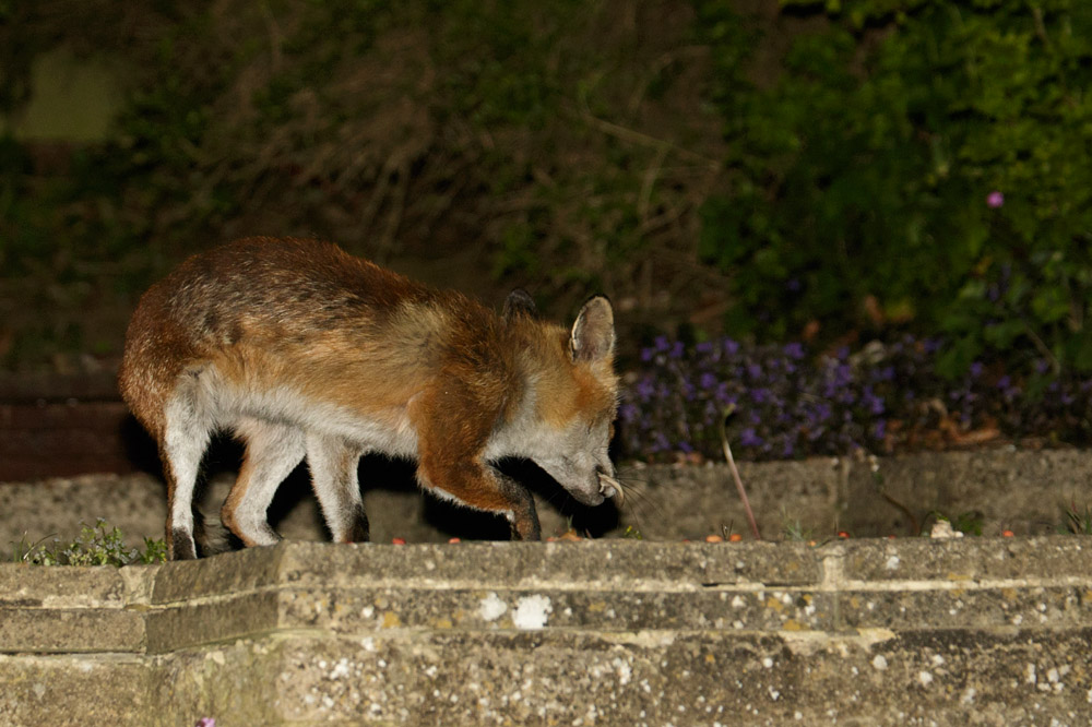 0205150105150517.jpg - Fox in garden