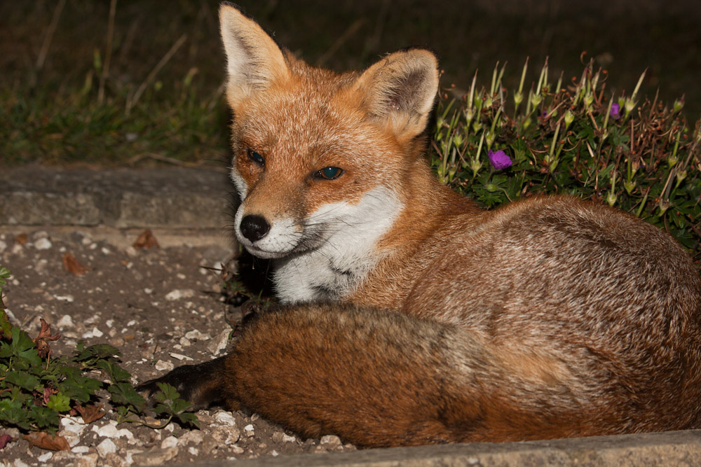 0205160210094563.jpg - Fox curl