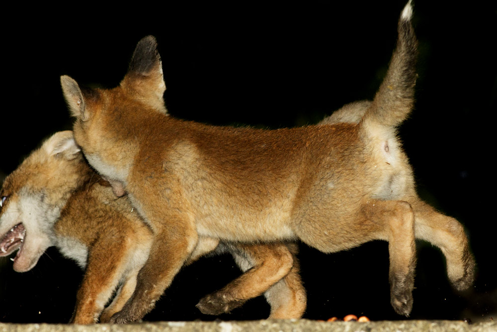 0205170205179484.jpg - Fox cubs scrapping and very nearly caught in the camera!