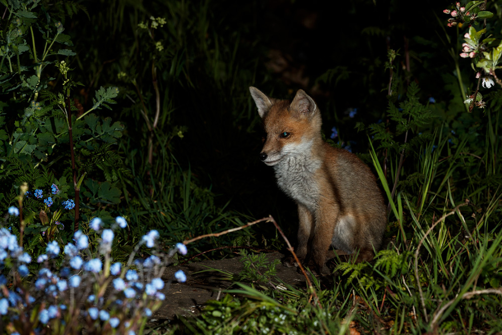 0205210205218716.jpg - Portrait of a fox cub