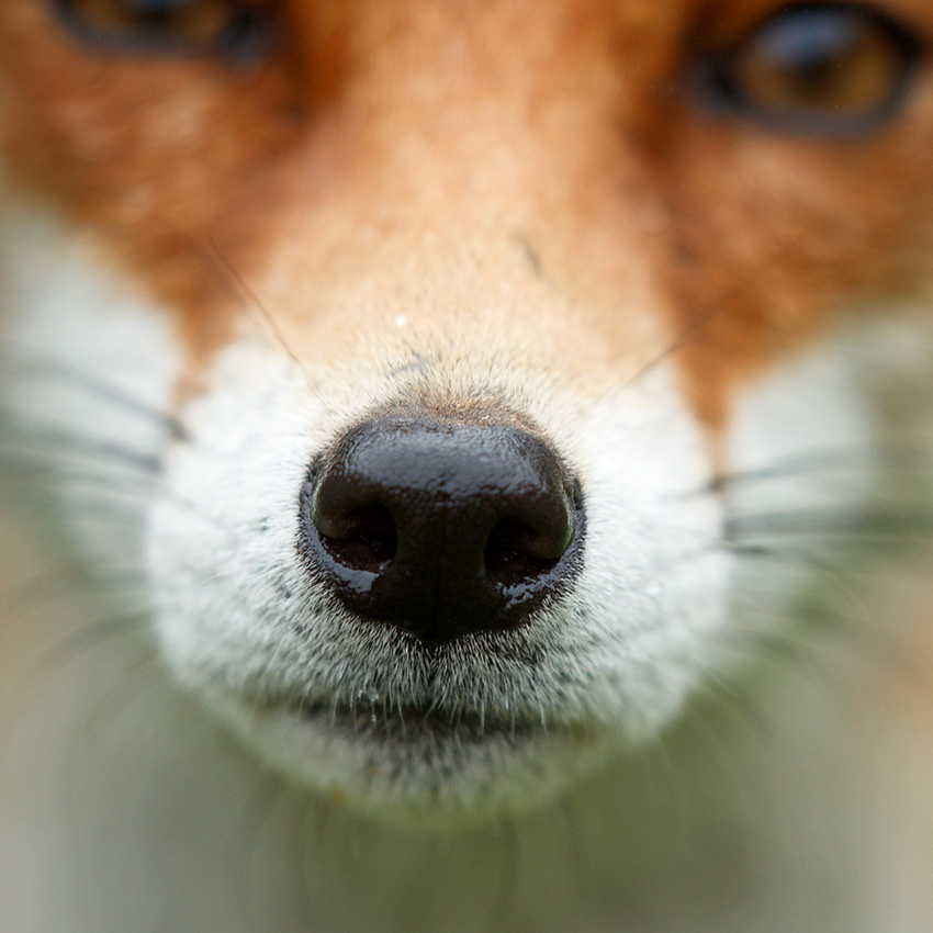 0206180106186339.jpg - Pretty Vixen