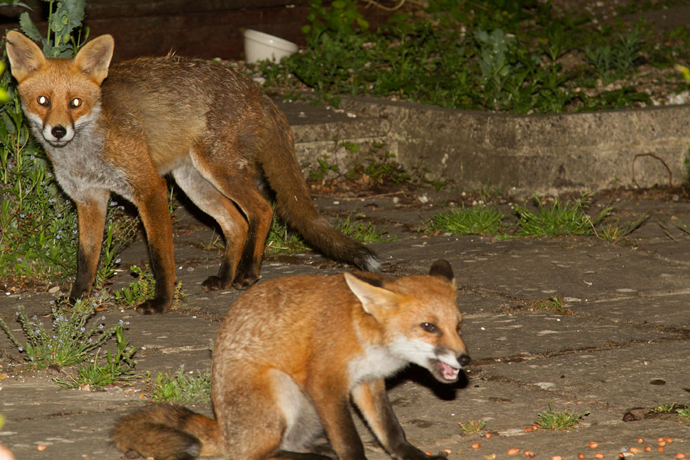 0207130107137697.jpg - Fox and cub