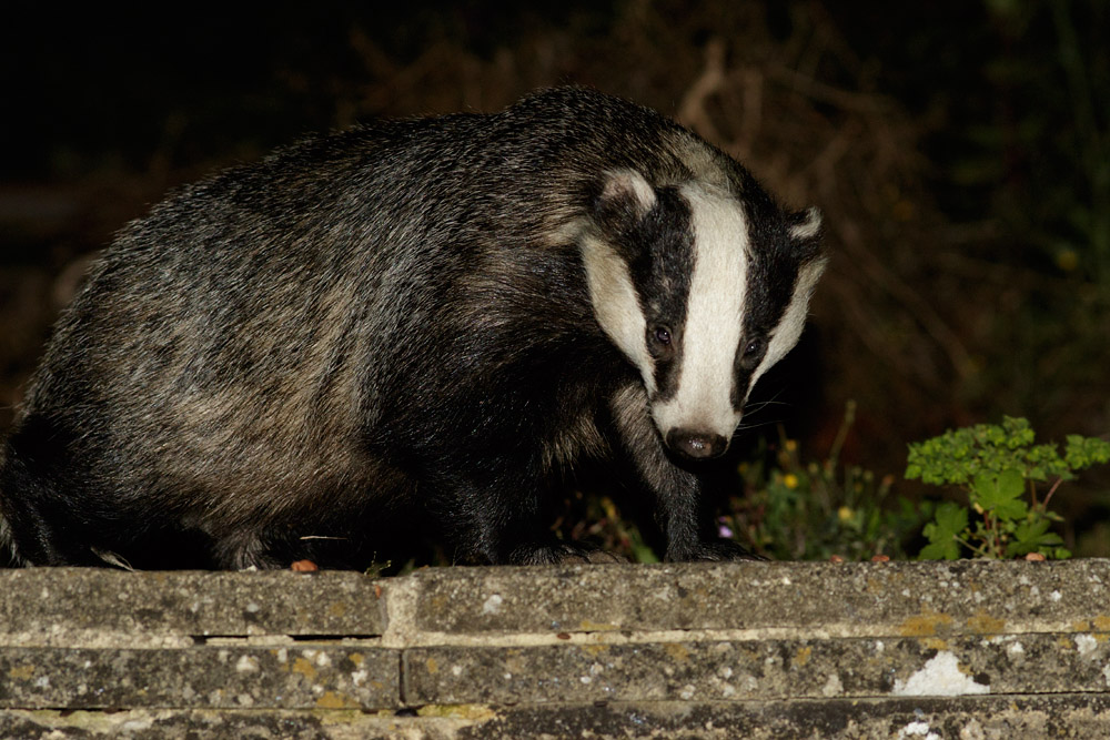 0208153007150689.jpg - Badger in garden