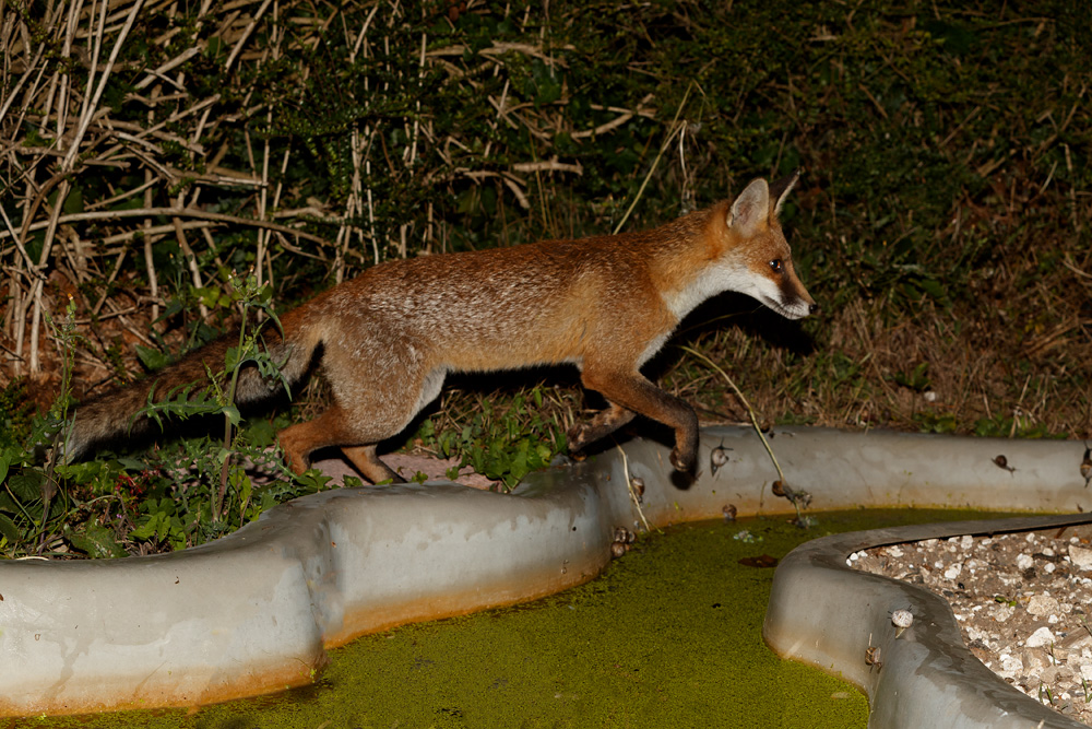 0208190208194431.jpg - Butch crossing the pond