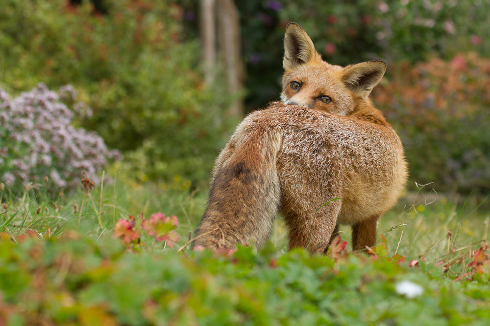 0209130109133346.jpg - Young fox (Vulpes vulpes) at six months old, enjoying a relaxing time in a suburban garden