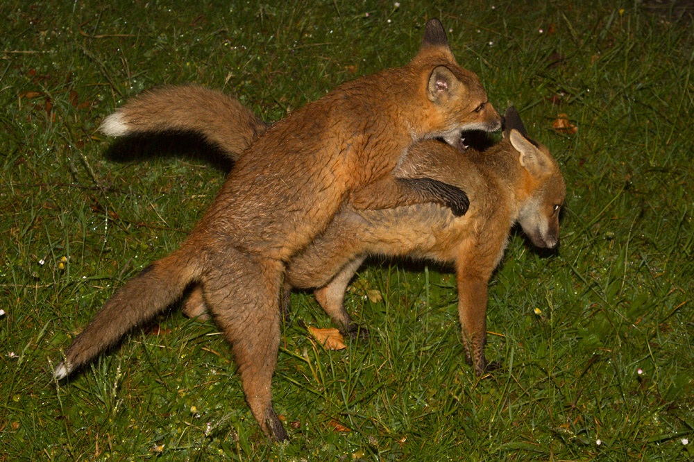 0209151106133977.jpg - Two fox cubs fighting