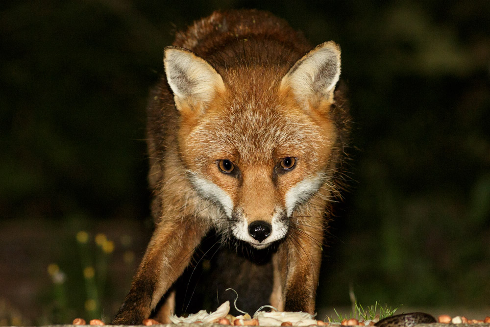 0209160109162284.jpg - Fox in garden