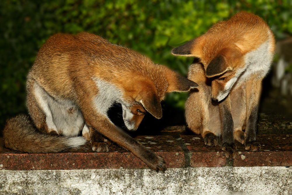 0209173008174107.jpg - The Little Dog Fox and the Pretty Vixen