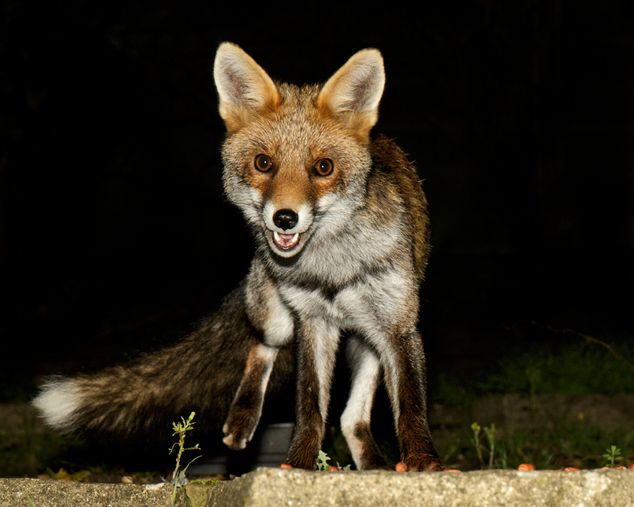 0210173009178544.jpg - Young male fox (Long Nose)