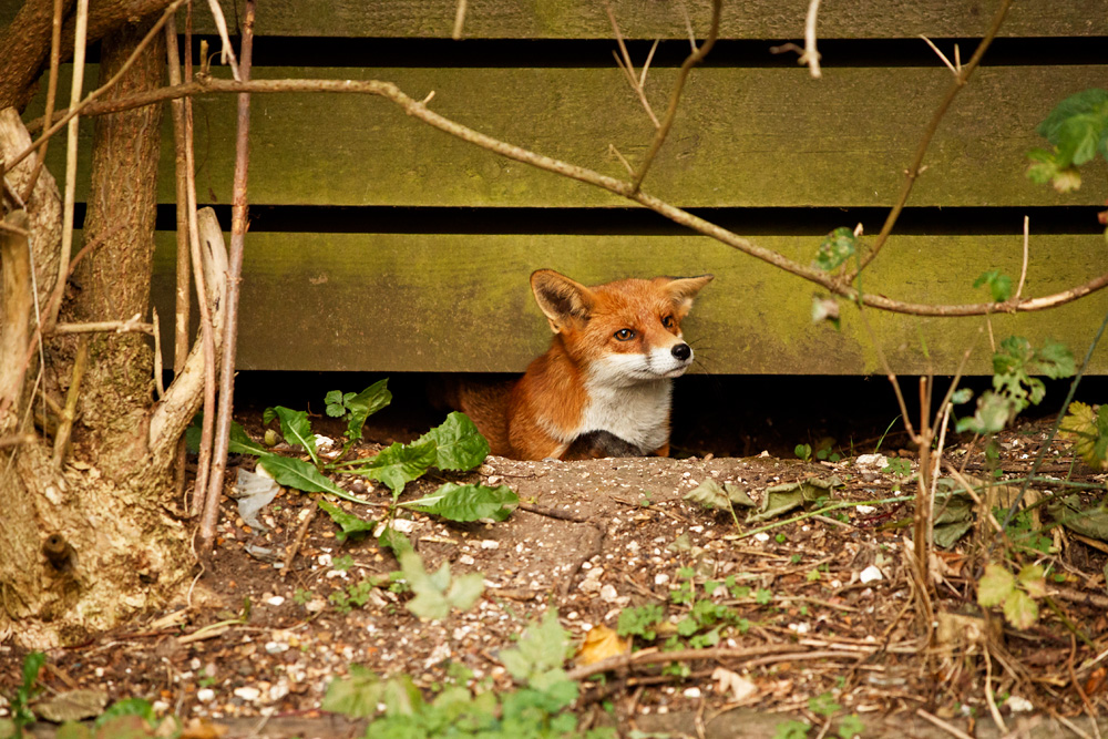 0210180210184511.jpg - Pretty Vixen pushing through the garden fence