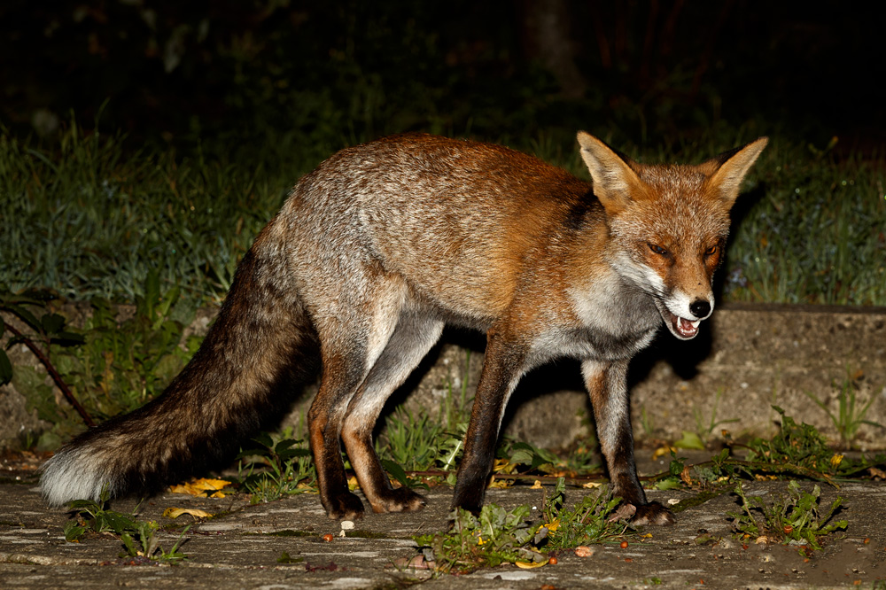 0210190210190345.jpg - Wolfy at night