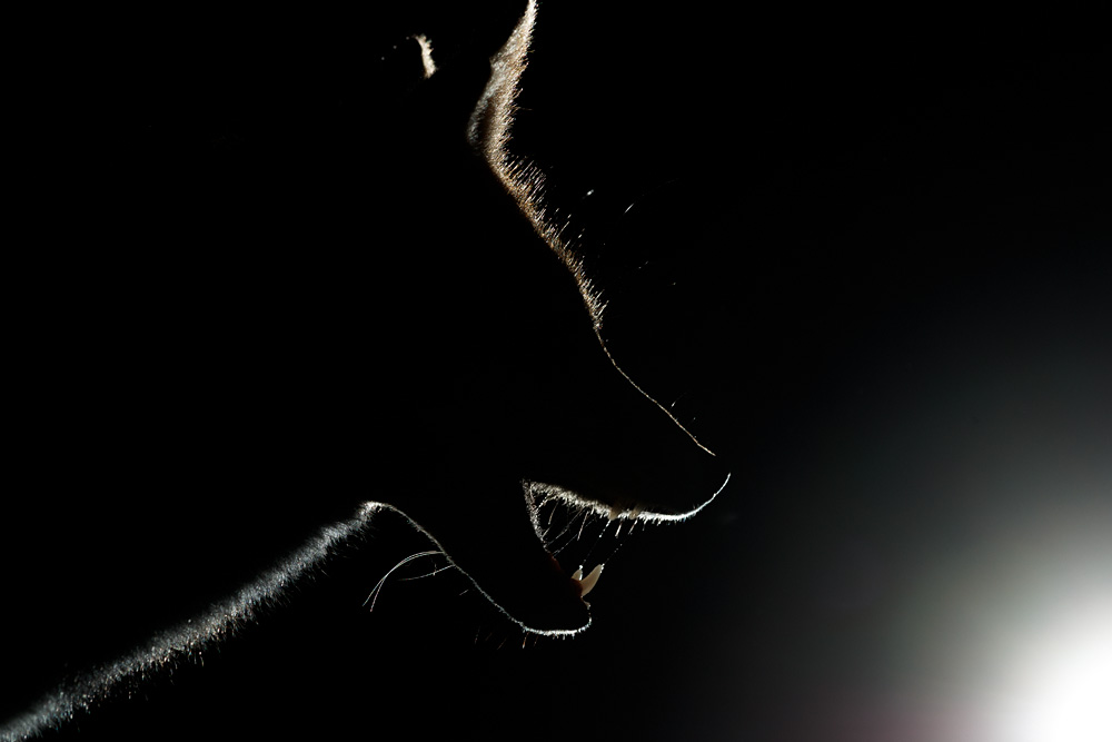 0210202909207409.jpg - Portrait of Wolfy