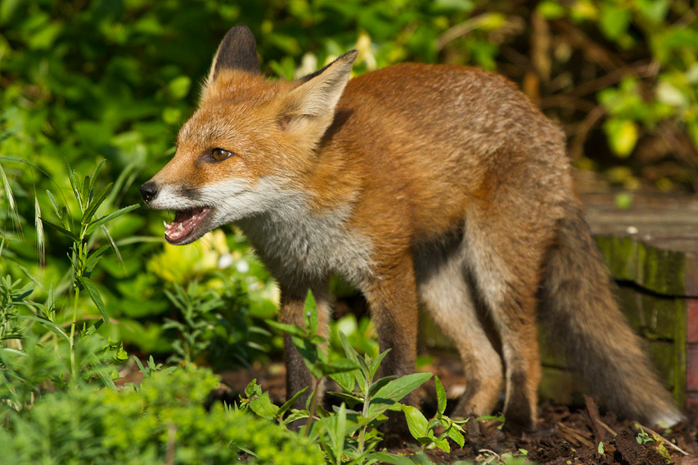 0211150607139050.jpg - Fox cub by wooden platform