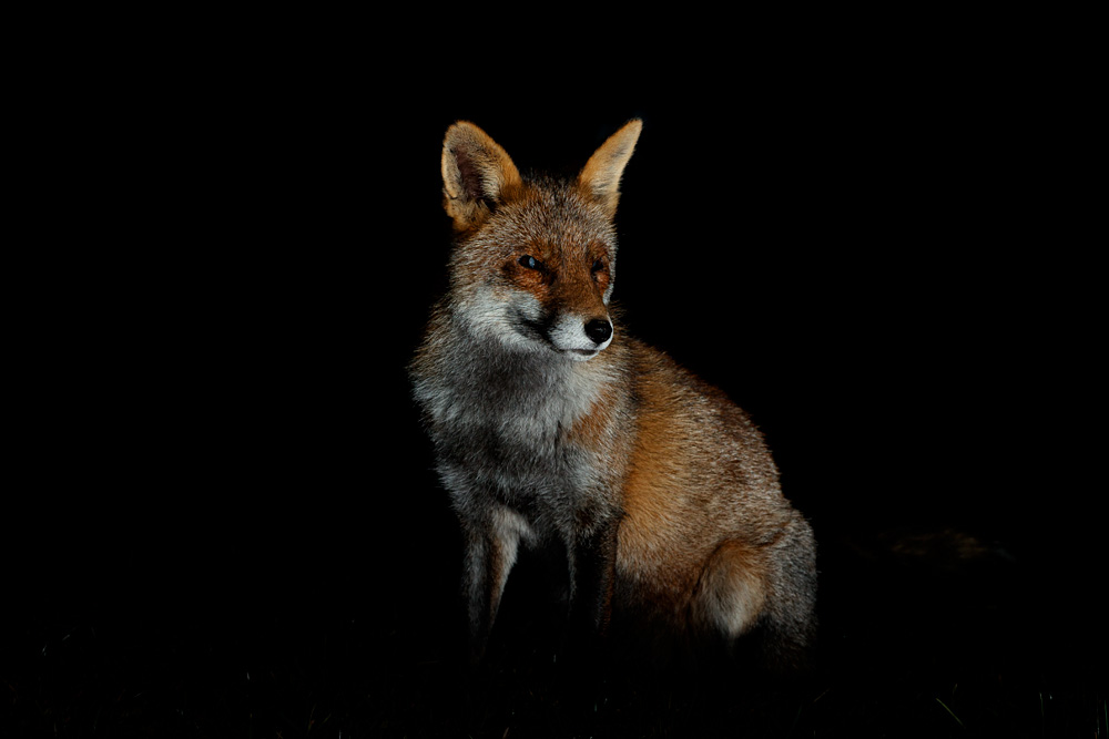 0211200311209271.jpg - Wolfy at night