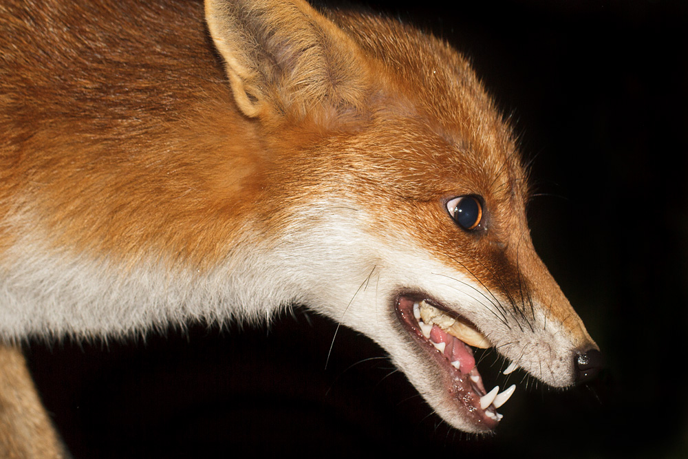 0212173011176462.jpg - Portrait of Pretty Vixen