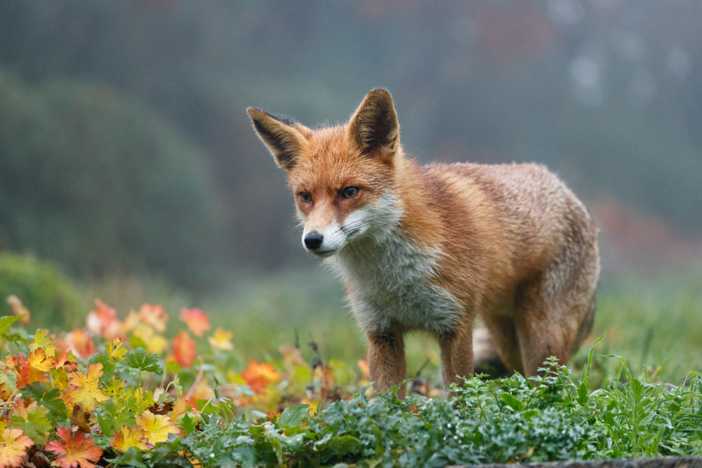 0212180112189999.jpg - Pretty in the garden on a wet and misty afternoon