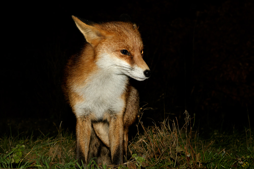 0301182512171853.jpg - Pretty Vixen relaxing