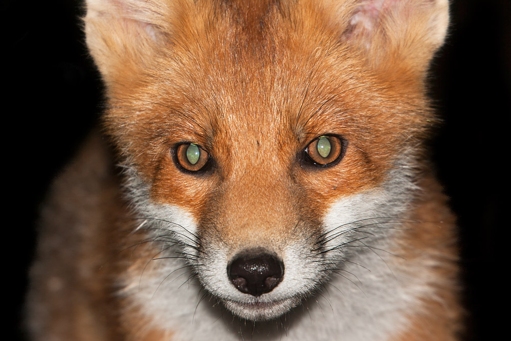 0302162806108821.jpg - Portrait of a young fox