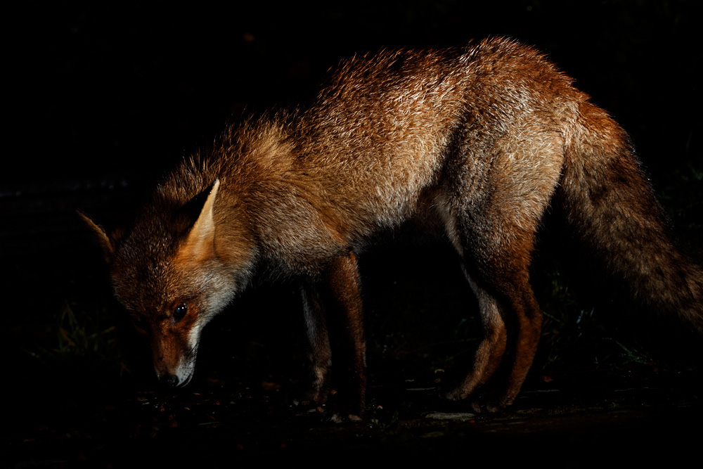 0302213101213303.jpg - Wolfy in the rain