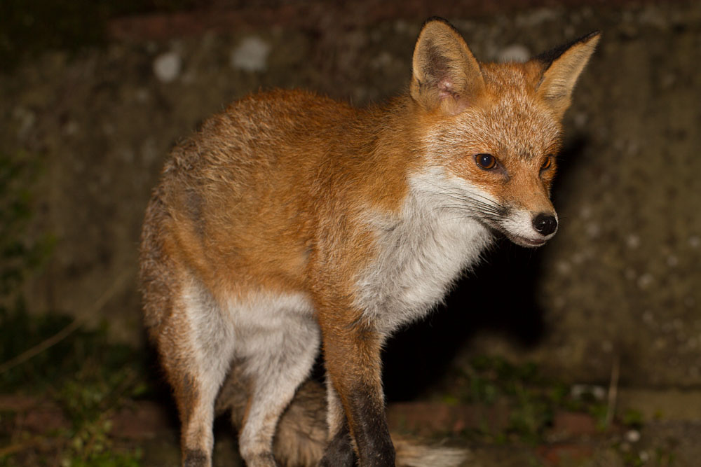 0303140203143782.jpg - Fox in garden