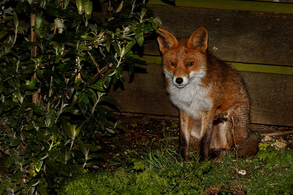 0303200303209201.jpg - Young Fox by the fence