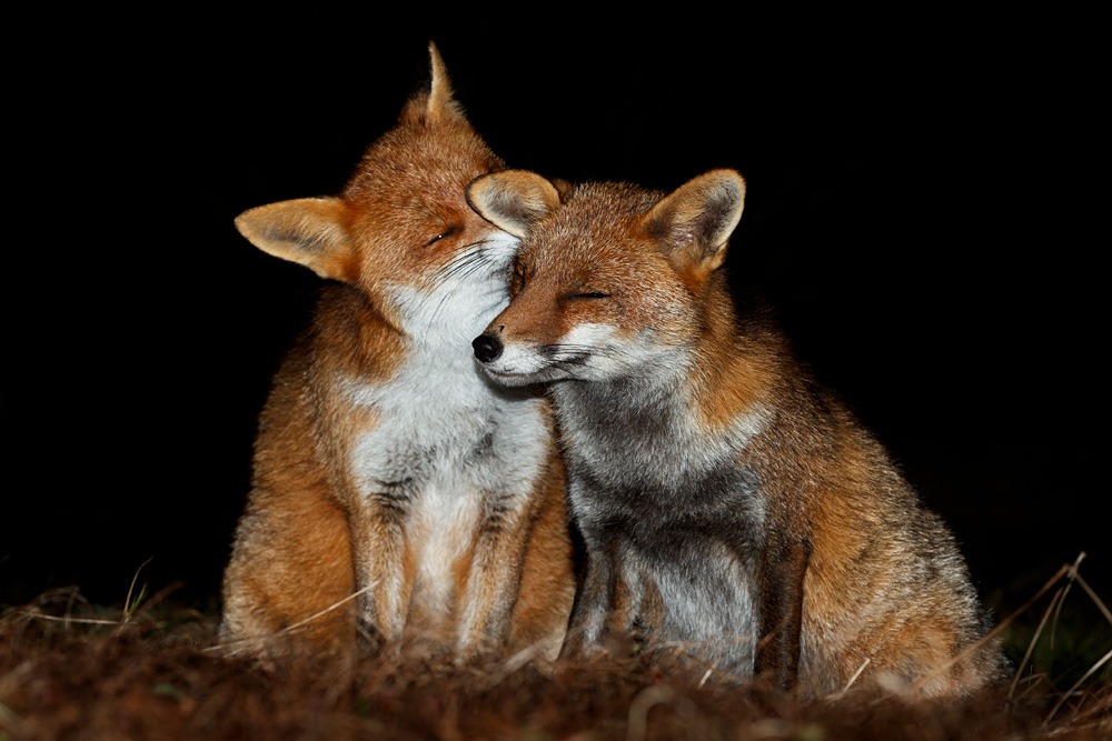 0303220203229861.jpg - Stumpy and Lopa nuzzling up
