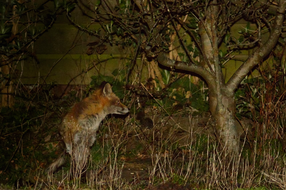 0304150204158170.jpg - Fox at rear of garden