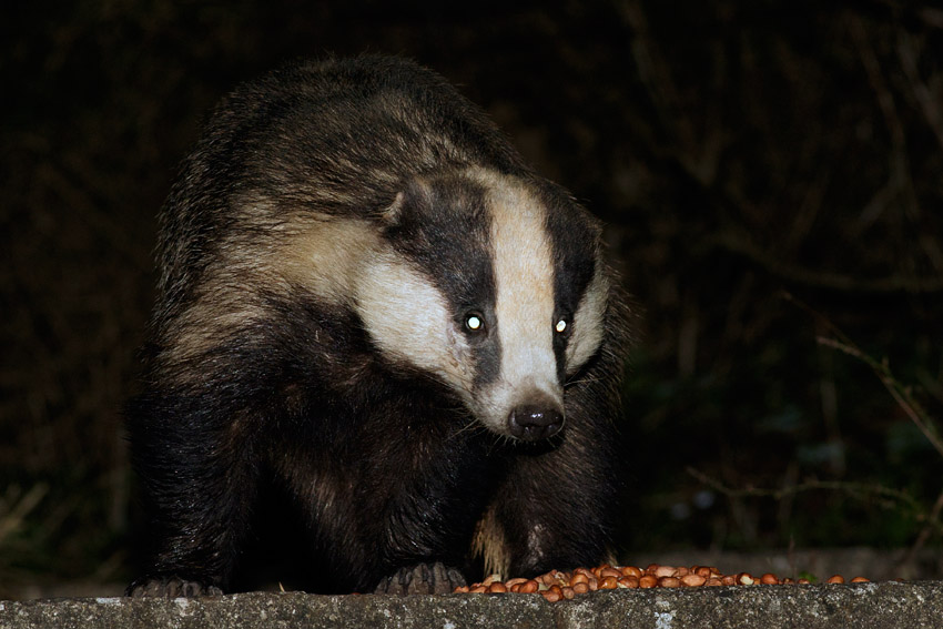 0304163103160668.jpg - Badger in the garden