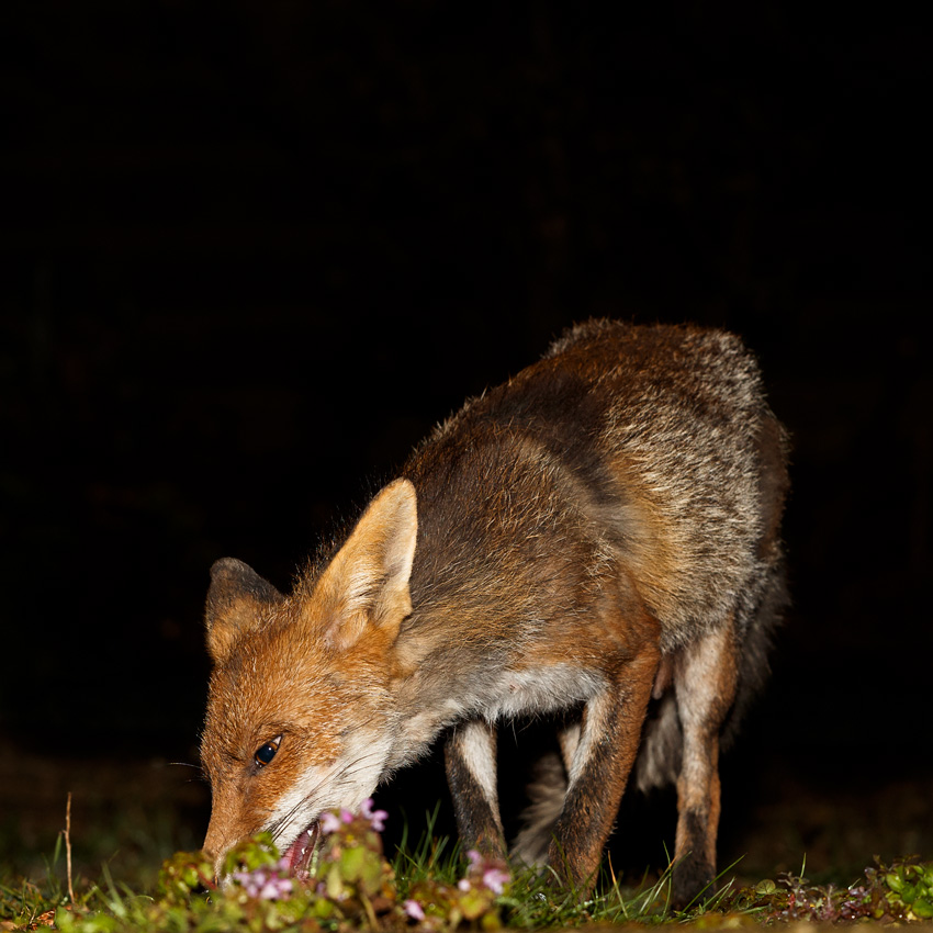 0304190304190844.jpg - Wolfy (vixen) at night