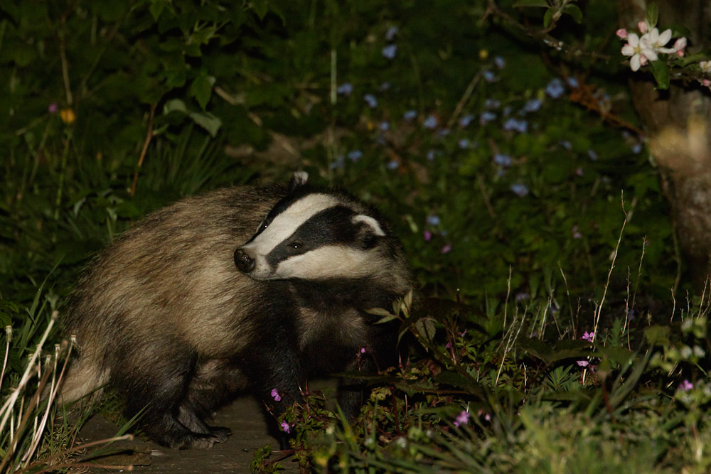 0305150105150553.jpg - Badger in garden