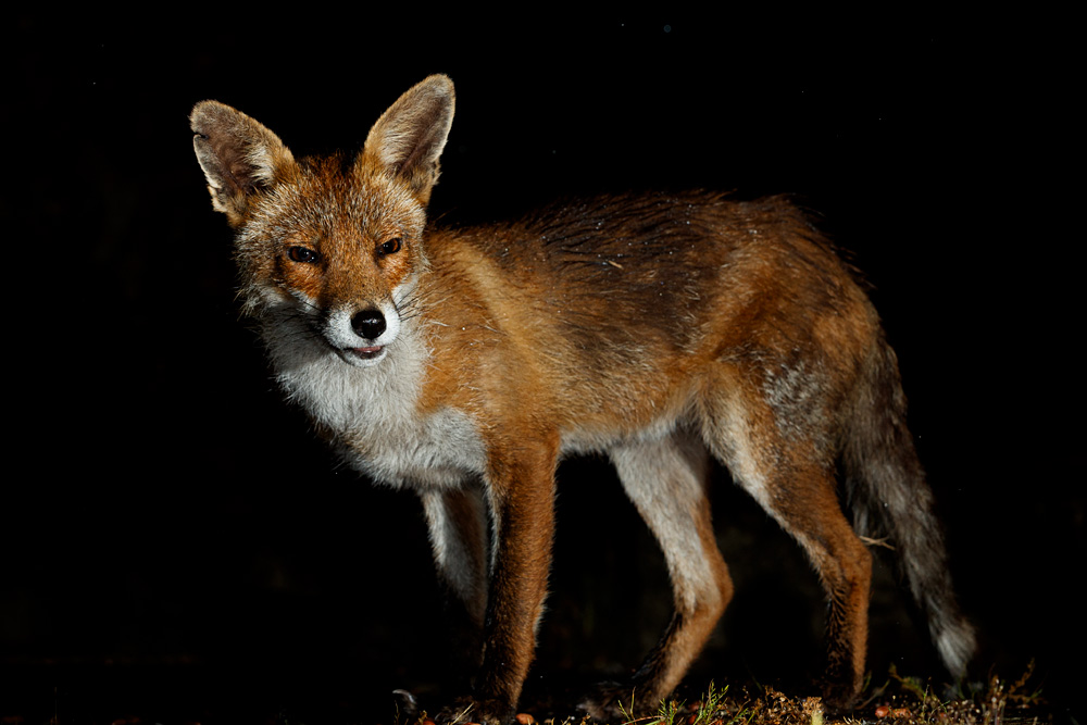 0306200406203309.jpg - Wolfy the vixen