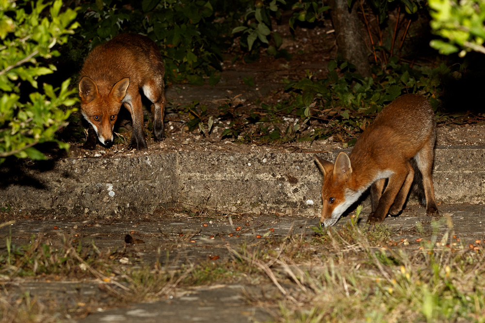 0307190407199772.jpg - Little Vixen and Dog Fox