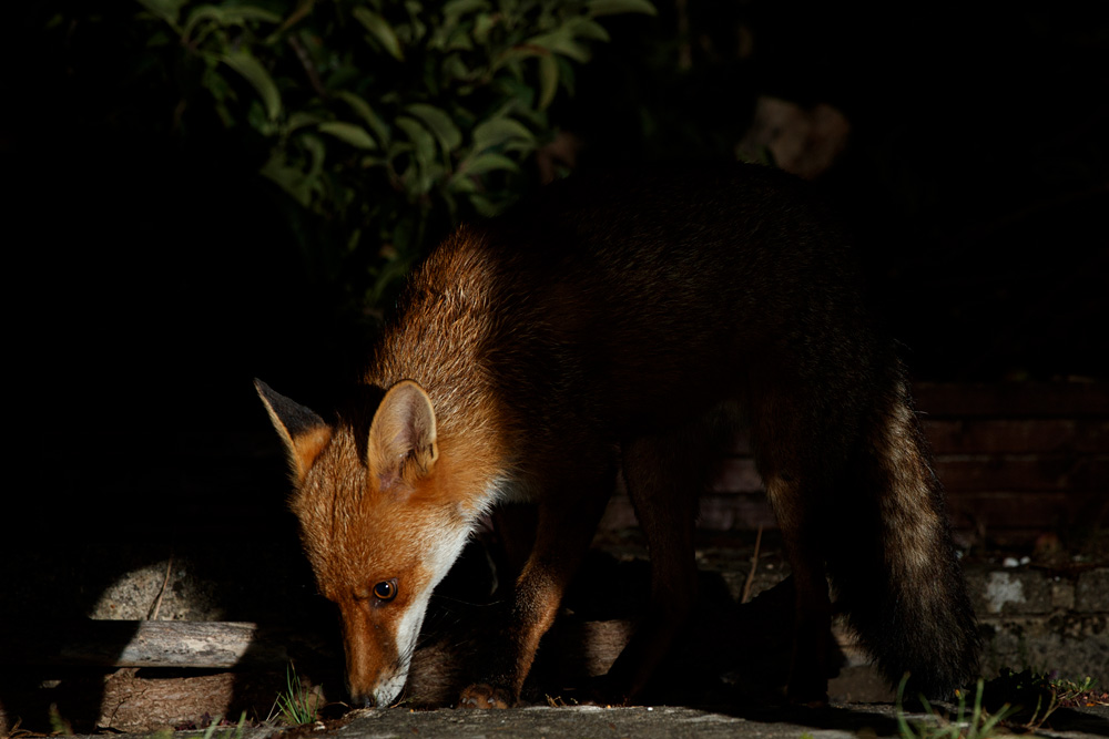 0307200307206996.jpg - Longtail foraging