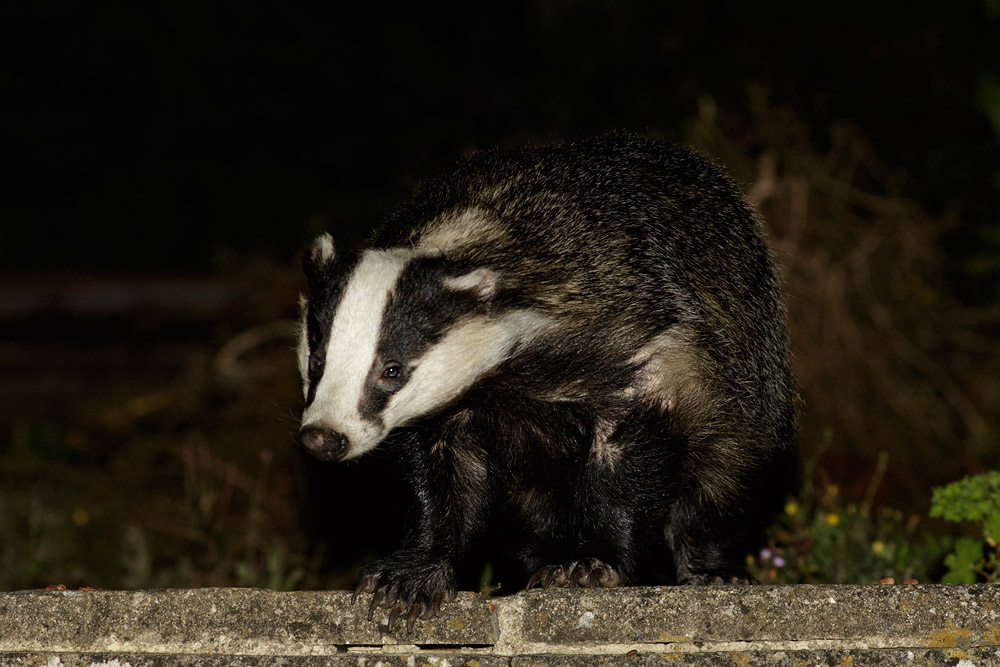 0308153007150690.jpg - Badger in garden