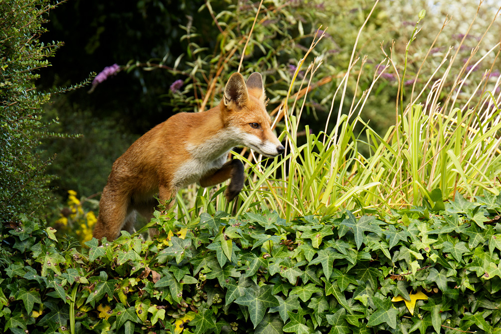 0308170308175865.jpg - Pretty, the little vixen