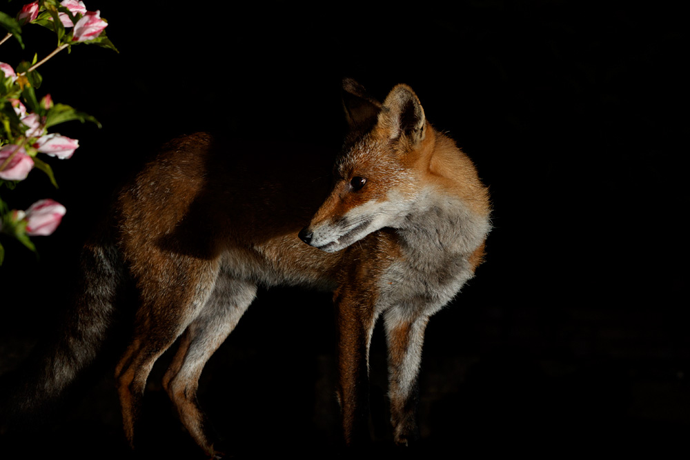 0308200308200419.jpg - Wolfy the vixen
