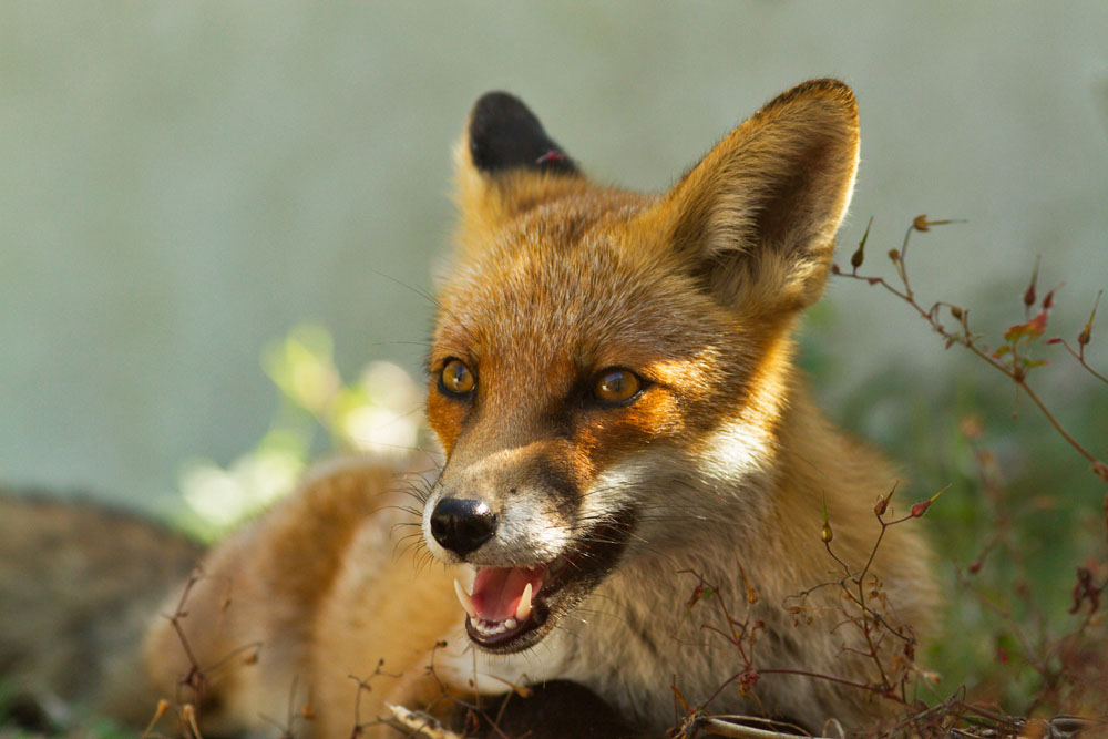 0309130209133614.jpg - Fox relaxing on a wall