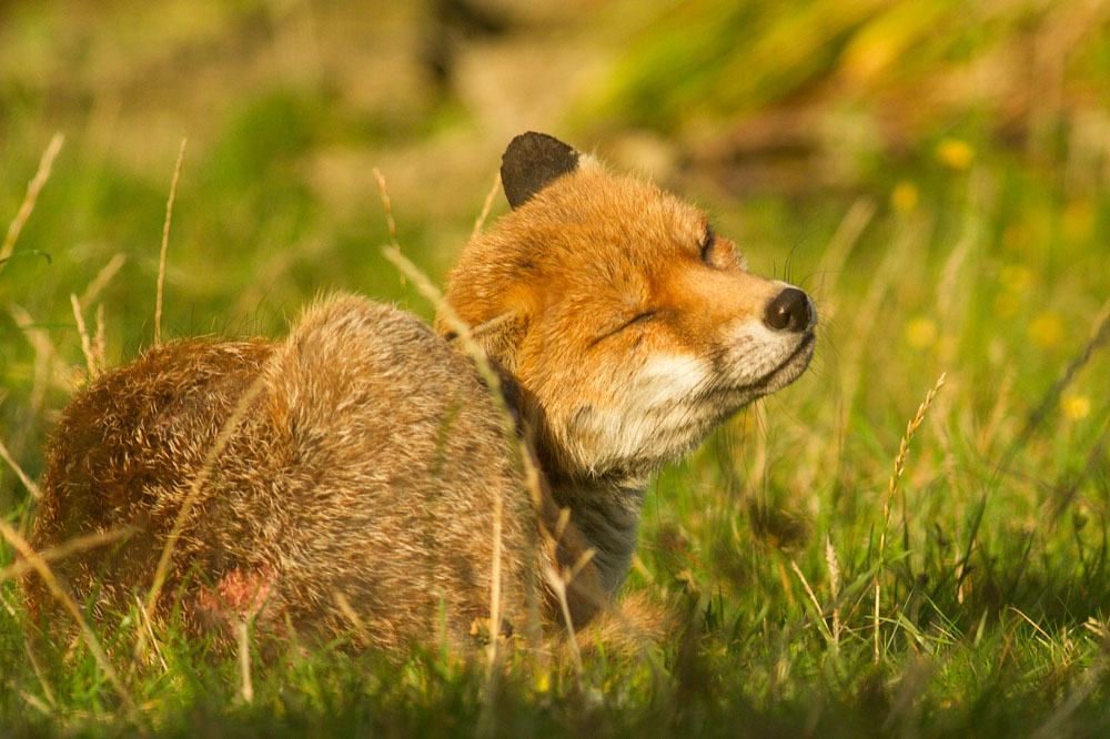 0309142608148130.jpg - Male fox with some signs of poor coat (mange?) in garden on sunny evening.