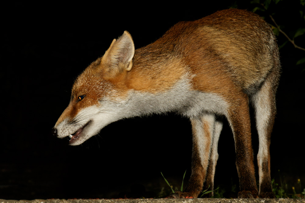 0309170309175825.jpg - Portrait of Little Dog Fox
