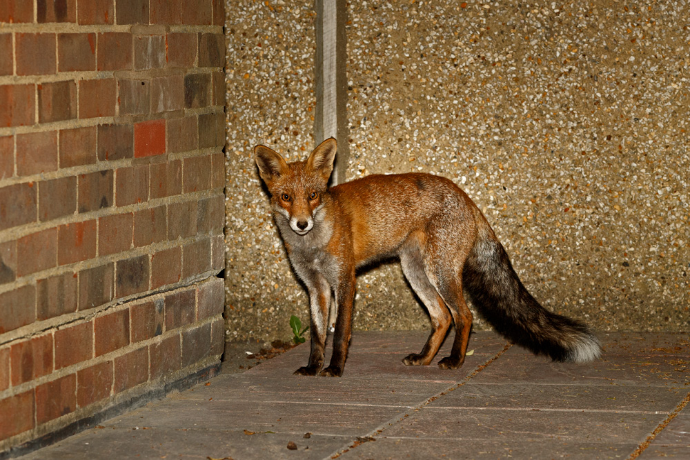 0309190409198173.jpg - Wolfy by brick wall
