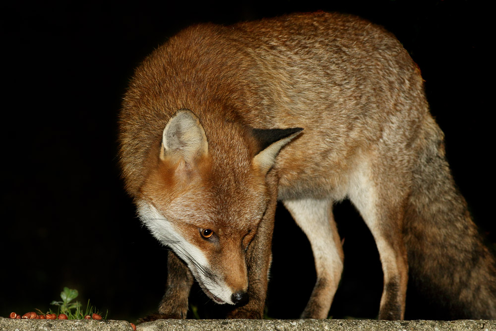 0310160310164411.jpg - Fox on patio step