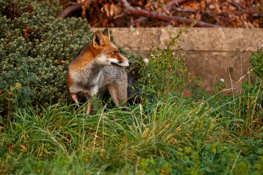 0310180310185322.jpg - Scamp in the garden, late afternoon