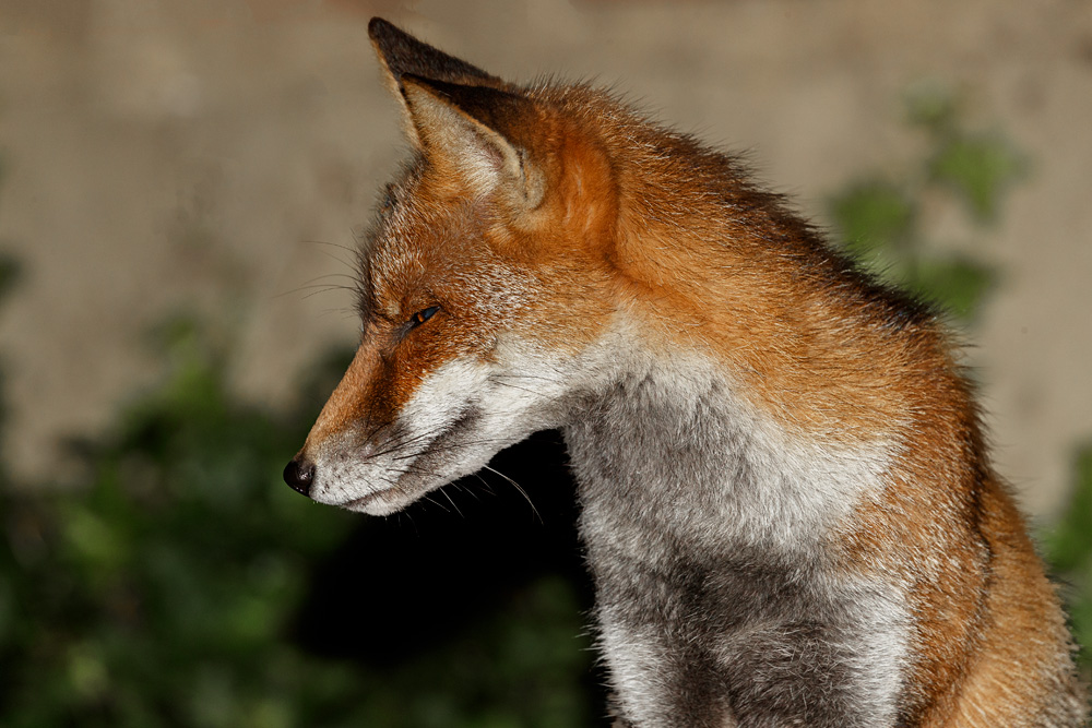 0310190210190319.jpg - Wolfy at night
