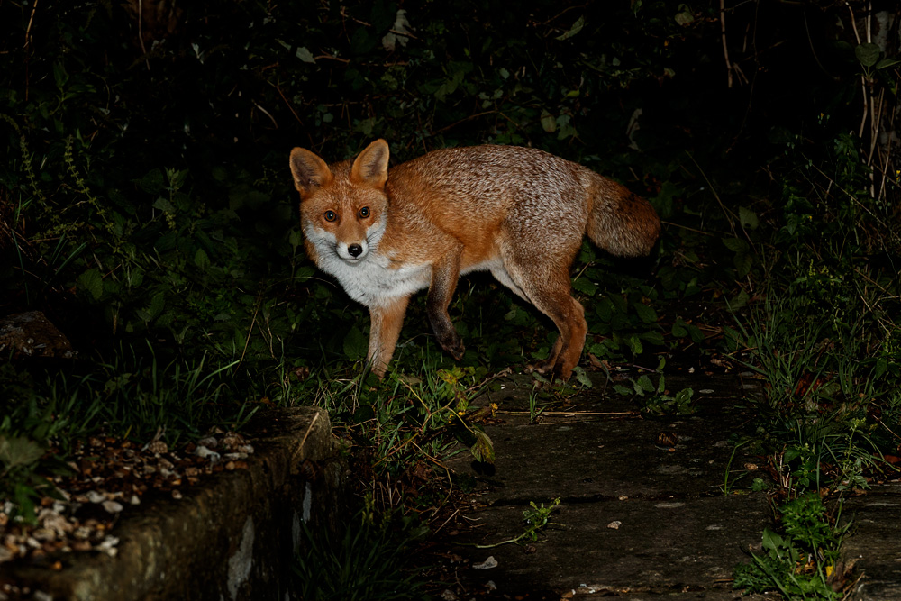 0310210310212316.jpg - Stumpy the vixen at night