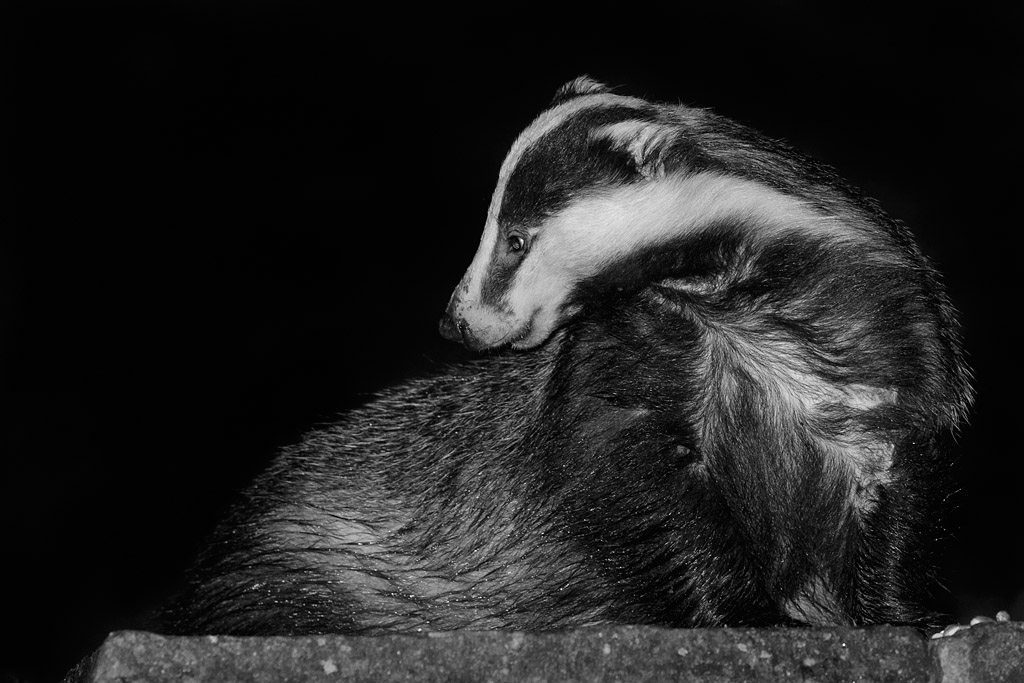 0311150111153666-2.jpg - Badger in garden