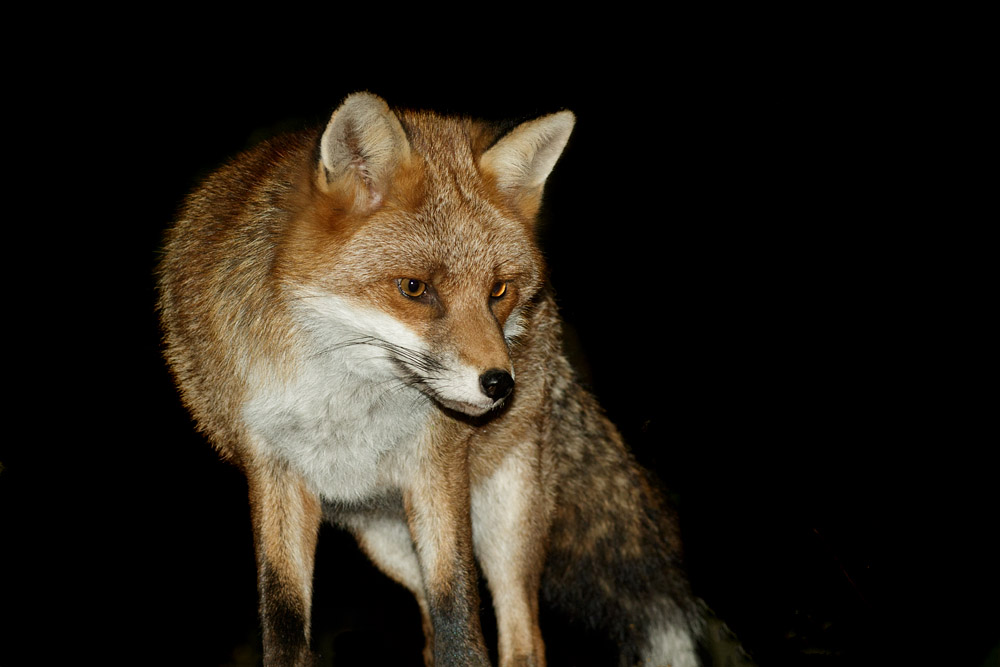 0311160311167421.jpg - Fox in garden