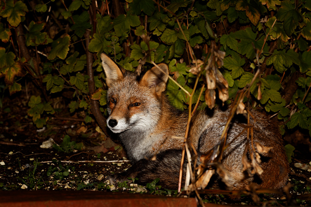 0311190211191745.jpg - Wolfy relaxing by a shrub